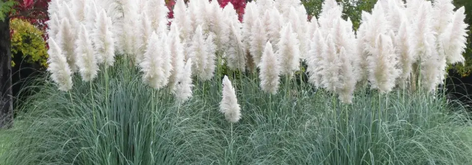 Pampová tráva (Cortaderia selloana) 