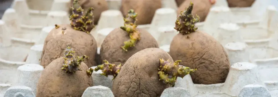 Klíčení brambor na sadbu