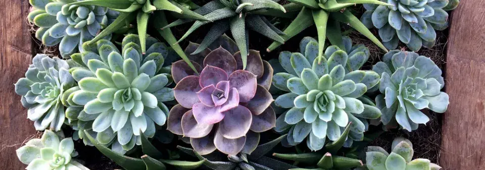 Sukulentní rostliny