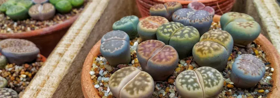 Pěstování živých kamenů