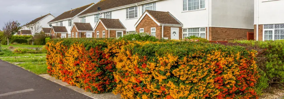 Stálezelený okrasný keř