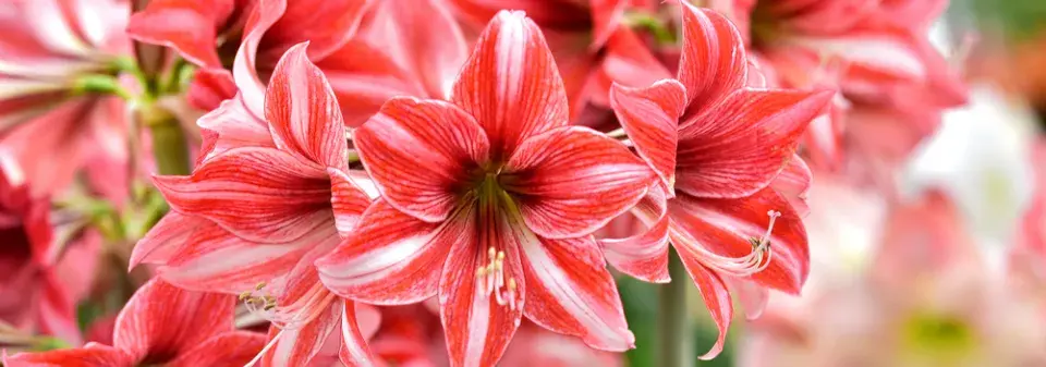 Amarylka a hvězdník