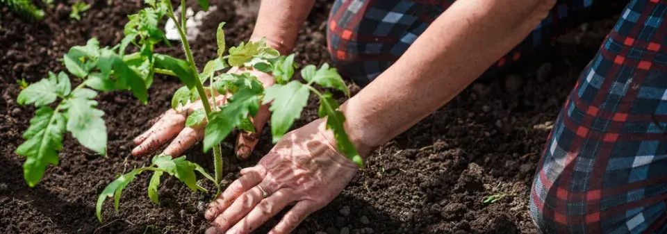 otužování sazenic