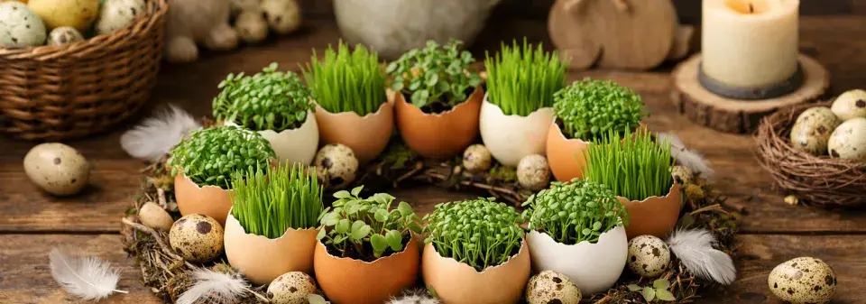 vaječné skořápky