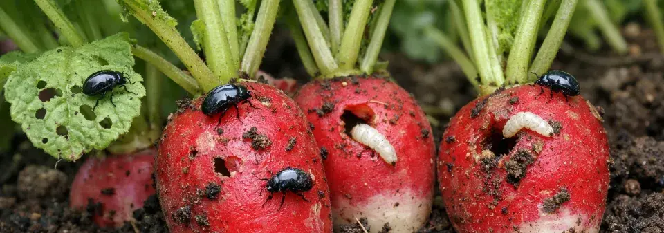 Pěstování ředkviček a ochrana proti škůdcům