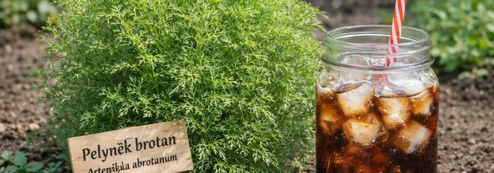 Coca Cola bylinka – rostlina, která chutná jako limonáda