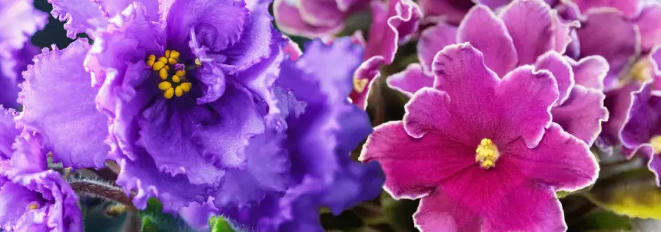 Množení pokojovek: Africká fialka z listu krok za krokem ve fotografiích