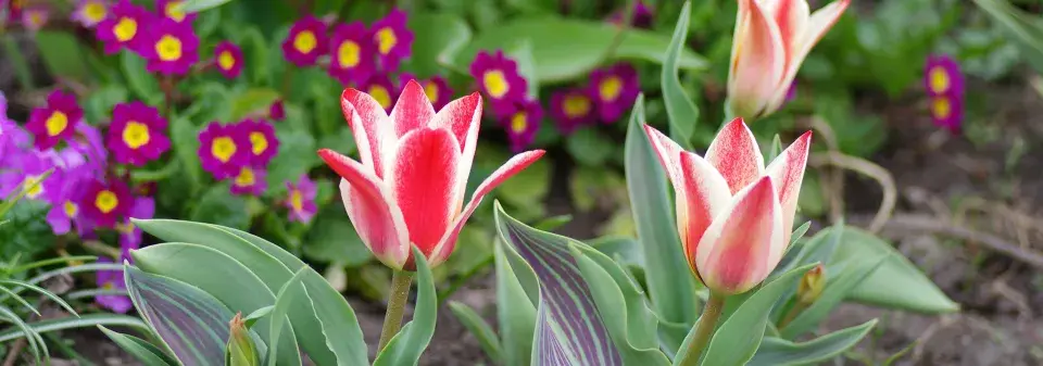 Botanické tulipány