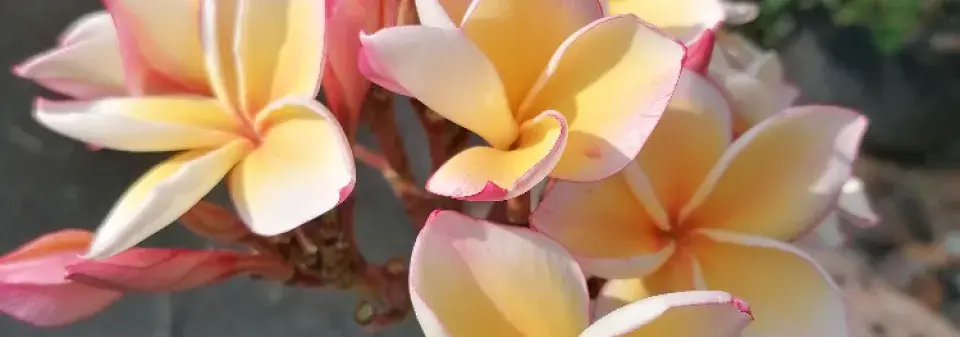 Exotické rostliny z Thajska