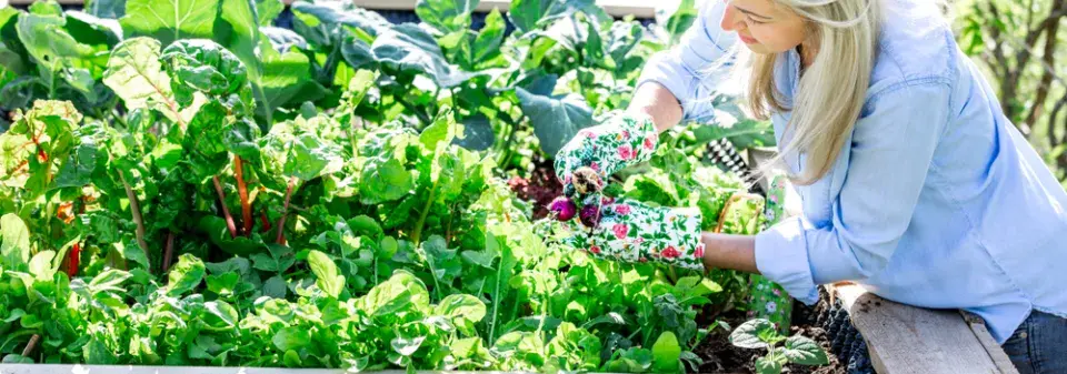 ​​​​​​​Bezúdržbový záhon