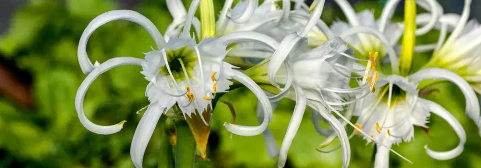 Méně známé cibuloviny