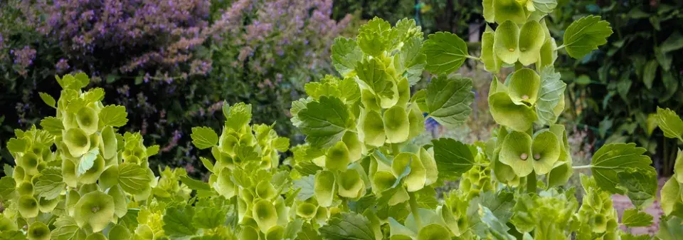 irský zvonek (Moluccella laevis) 