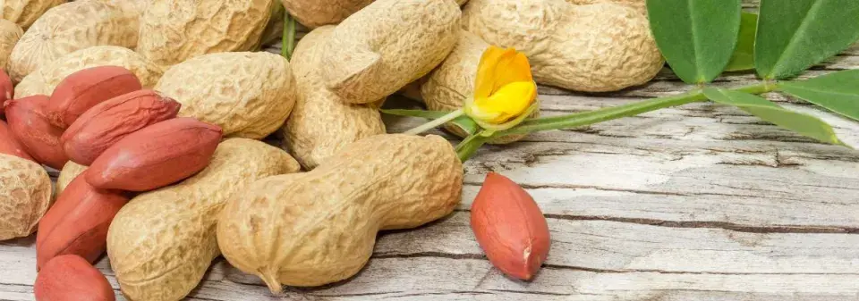 Pěstování buráků na zahradě