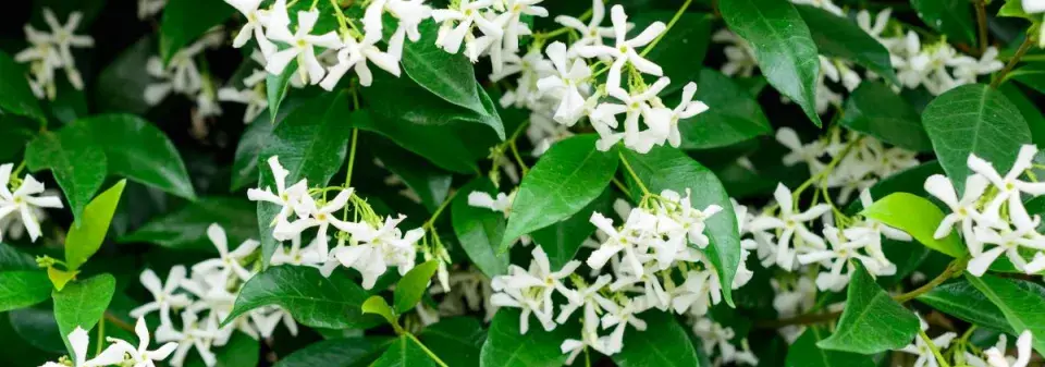 Popínavá rostlina jasmínovka