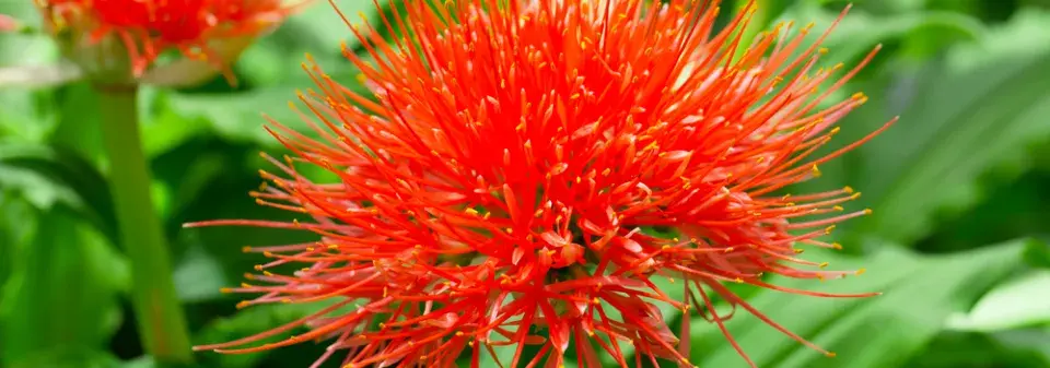 Krvokvět natalský (Scadoxus puniceus) 