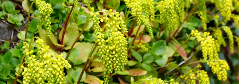 Sukulenty v zahradě