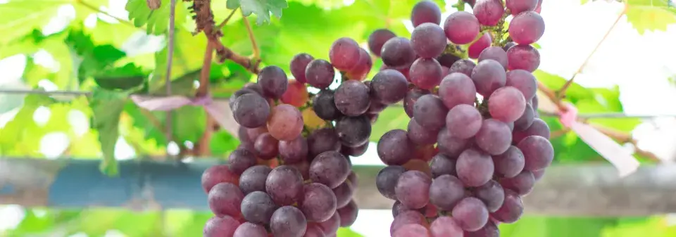 pěstování vinné révy