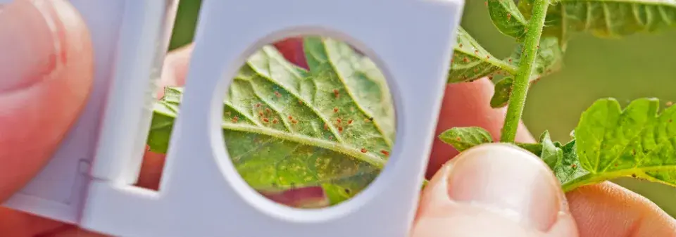 Sviluška na rostlinách