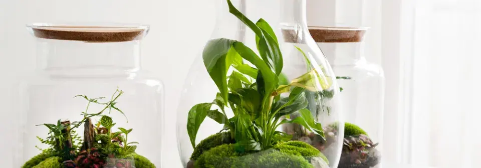 Inspirace pro mechárium, to jsou malé zelené světy ve skle