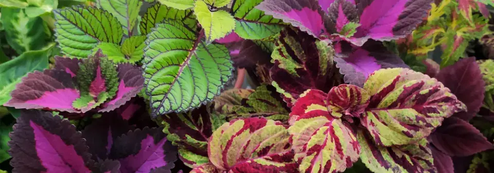 Řízkování pokojovek v praxi: jak krok za krokem množit africké kopřivy