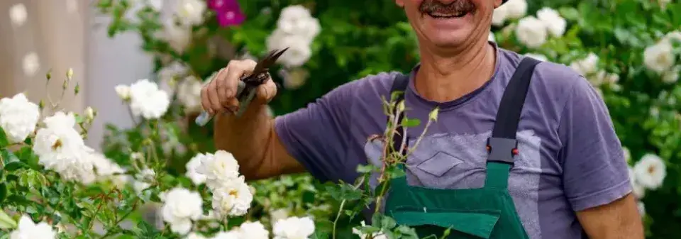 Řez růží na jaře