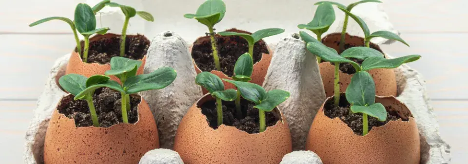 Předpěstování rostlin ve vaječných skořápkách