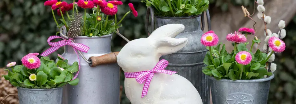Zahradní sedmikrásky (Bellis perennis)