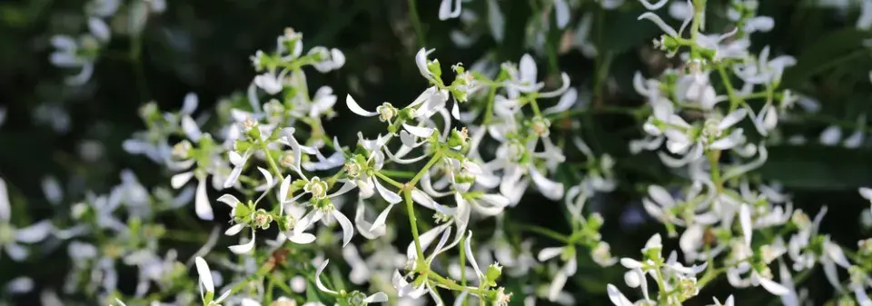 Neznámá letnička Kouzelný sníh