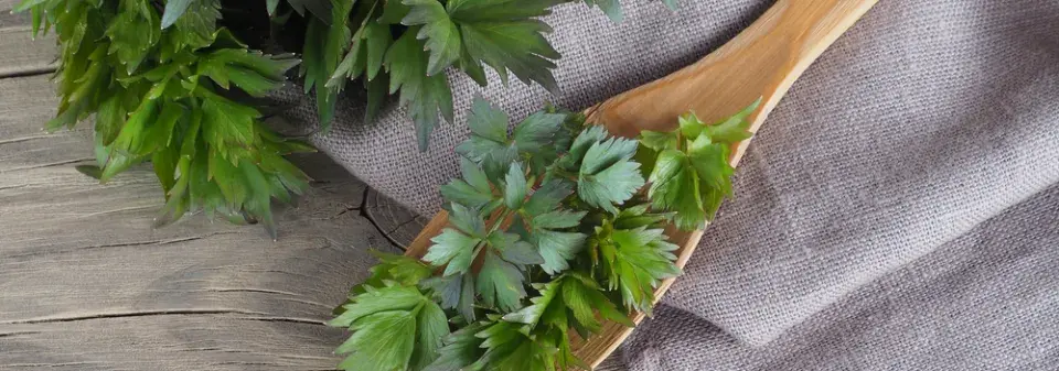 Pěstování libečku