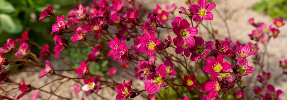 Lomikámen Arendsův (Saxifraga × arendsii) 
