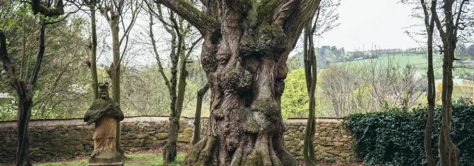 Nejúchvatnější a památné chráněné dřeviny České republiky