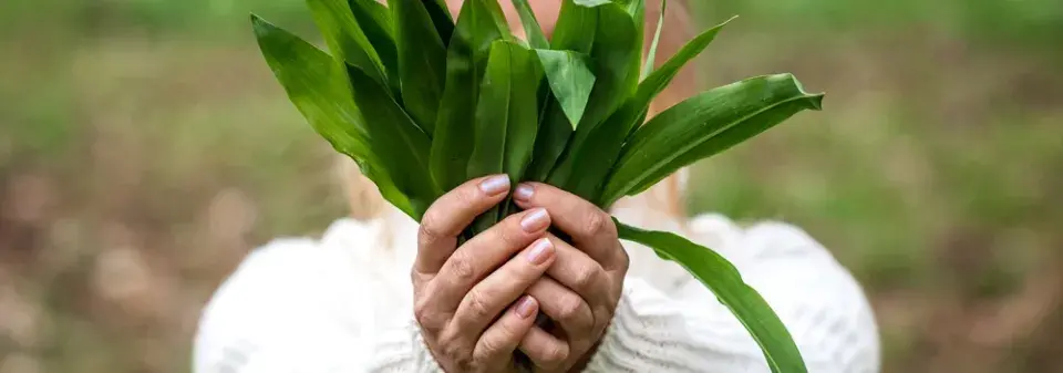 Pěstování medvědího česneku