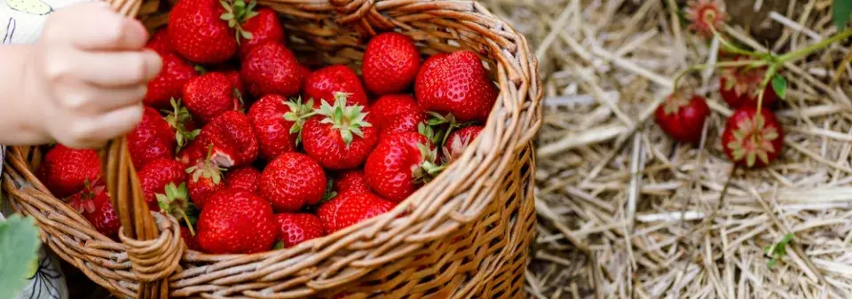 Péče o jahodníky obrazem: Jarní kroky pro maximální úrodu