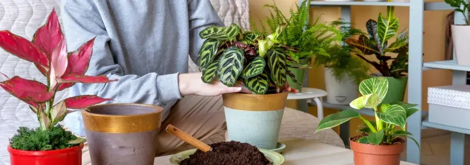 Jarní přesazování pokojových rostlin