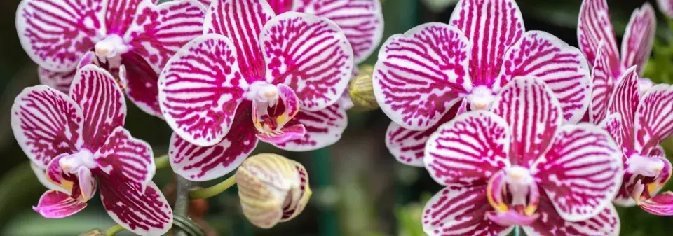 Jarní péče o orchideje krok za krokem: Co kontrolovat a jak má vypadat zdravá rostlina