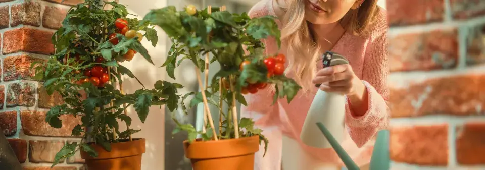 Pěstování rajčat 