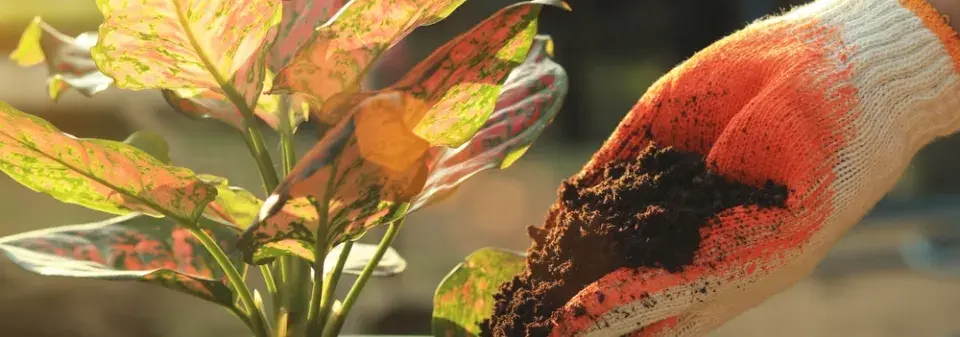 Použití starého substrátu