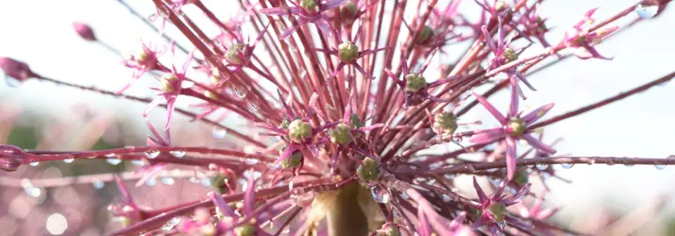 Česnek Schubertův (Allium schubertii) 