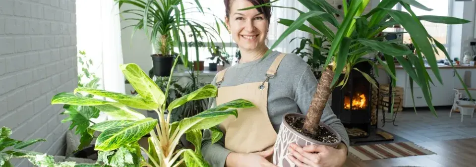 Přisvětlování pokojových rostlin