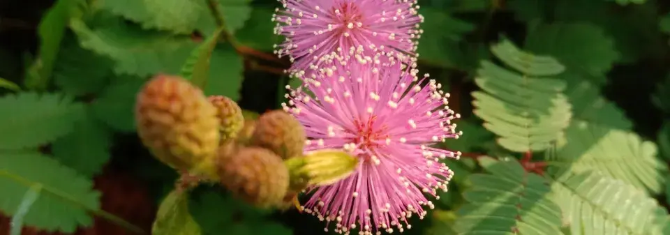 Rostlina, která reaguje na dotek