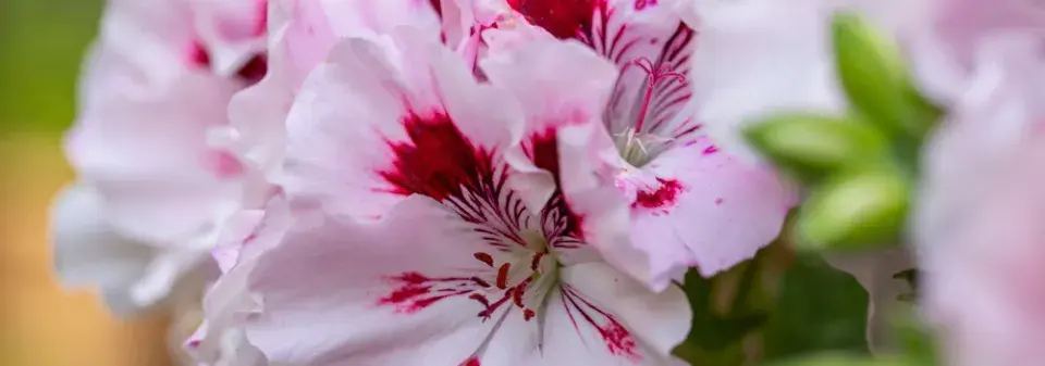 Květy pelargonie