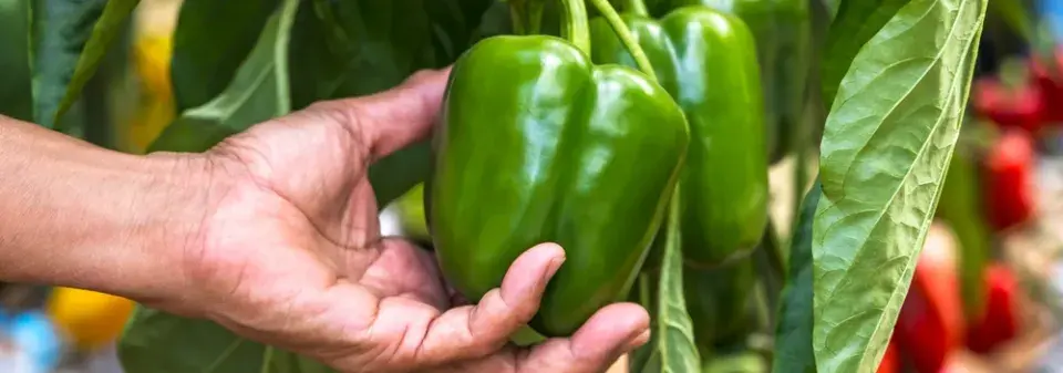 Pěstování paprik