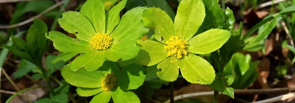 hvězdnatec zubatý (Hacquetia epipactis) 