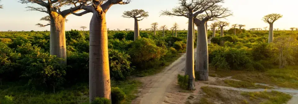 Pěstování baobabu v Česku