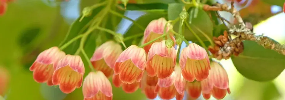 Okrasný keř zvonkovec