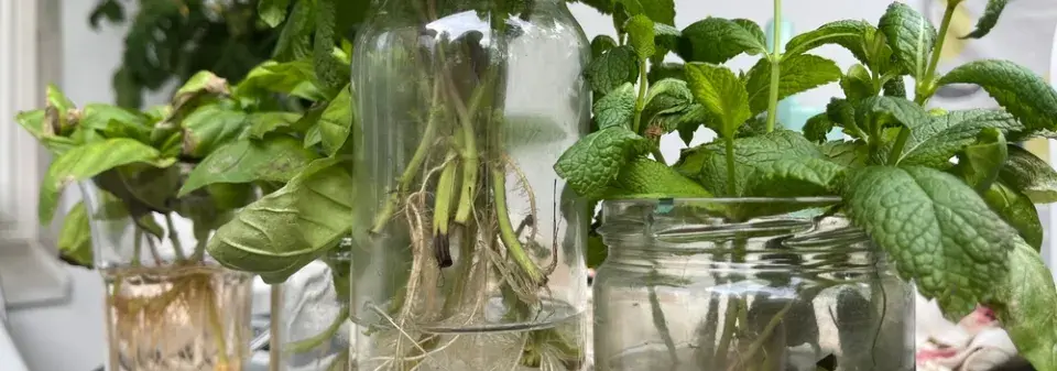 Množení pokojovek ve vodě krok za krokem: Od řízku po silnou rostlinu