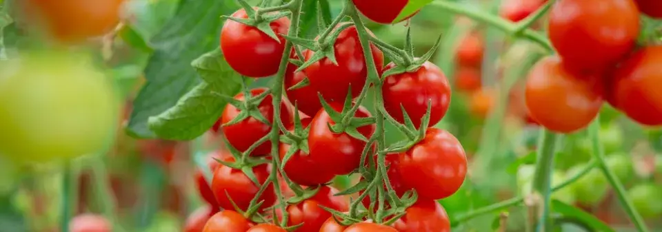 Výsadba rajčat naležato vám zajistí bohatou úrodu a kvalitní plody