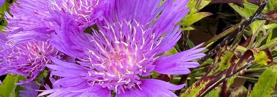 Stálezelená trvalka stokésie