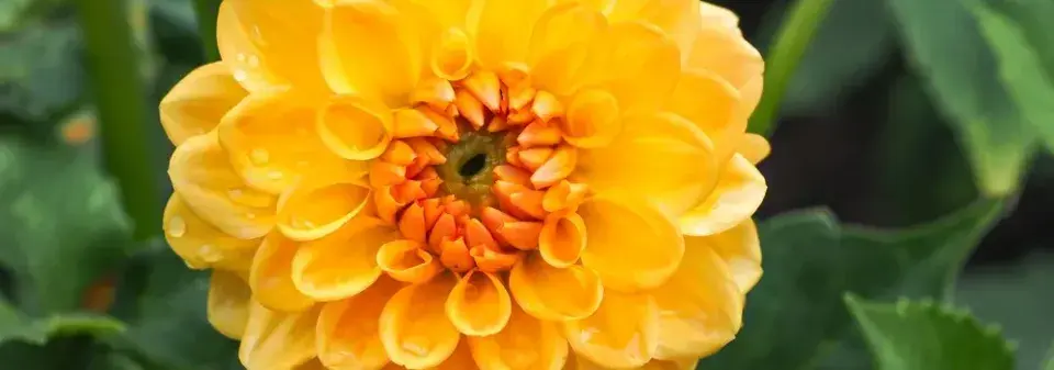 Původ zahradních rostlin