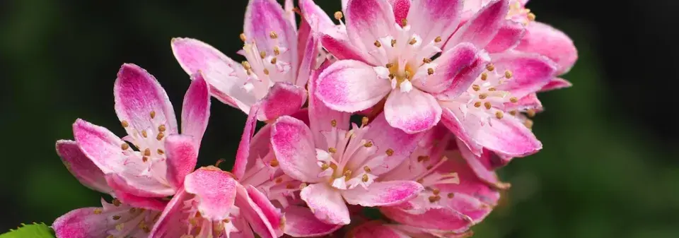 Kvetoucí keře lze pěstovat i na balkoně